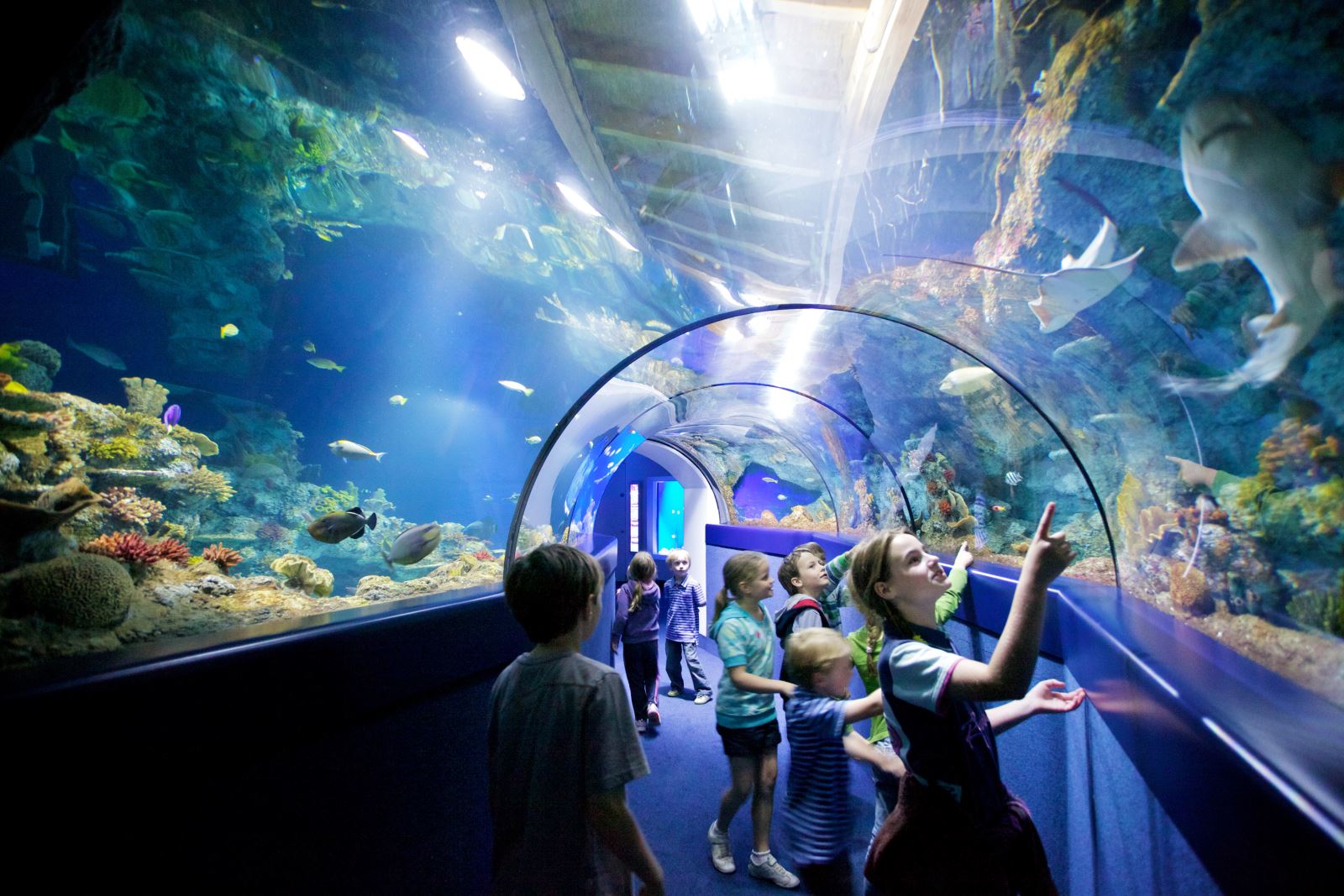 Young children in the tunnel at Bristol Aquarium looking through the glass at the sealife